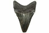 Serrated, Juvenile Megalodon Tooth - South Carolina #310473-1